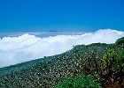 Auffahrt zum Roque de los Muchachos, dem höchsten Berg der Insel (2426 m). : Wolken, Pflanzen, El Teide